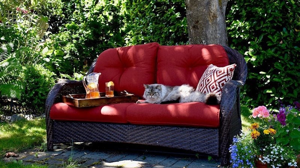 How Do You Keep Cats off Outdoor Furniture
