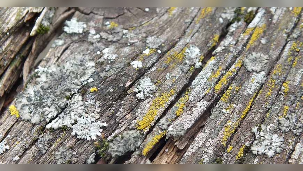How to Get Lichen off Outdoor Furniture