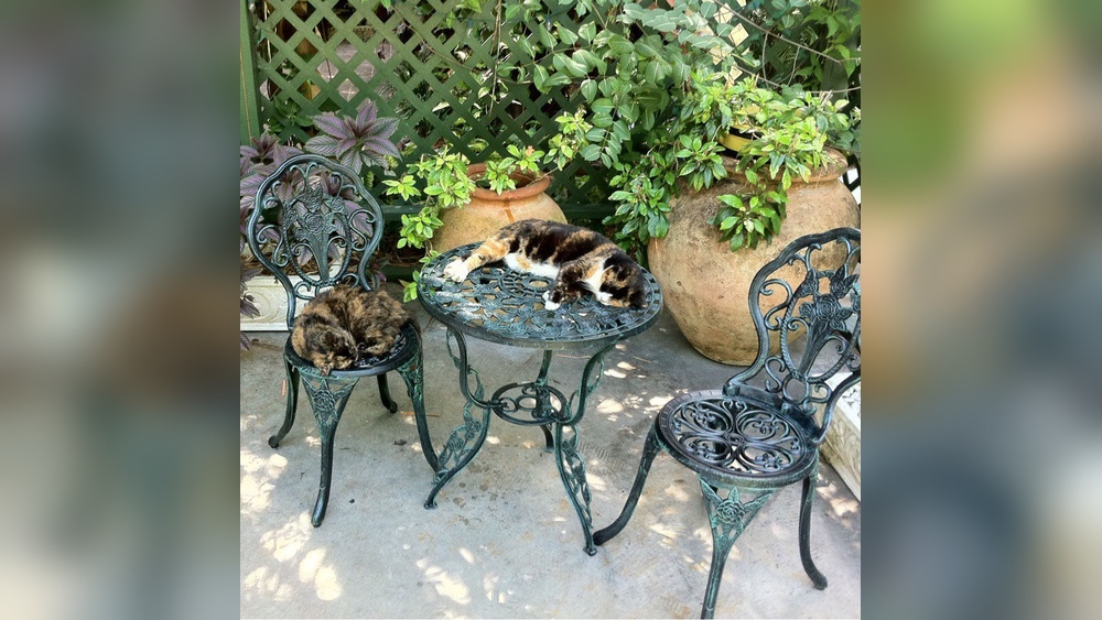 How to Keep Cats off Outdoor Furniture at Night