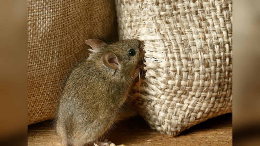 How to Keep Mice Rats from Eating Outdoor Furniture Cushions