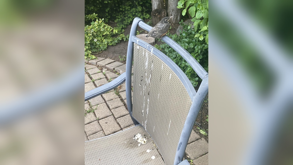 How to Stop Birds Pooping on Your Outdoor Furniture