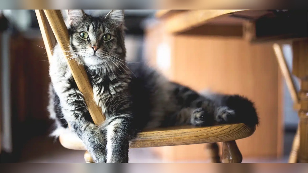 How to Stop Cats from Sitting on Outdoor Furniture