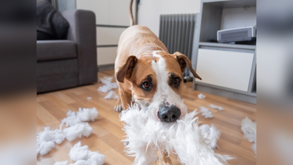 How to Stop Dogs Chewing Outdoor Furniture