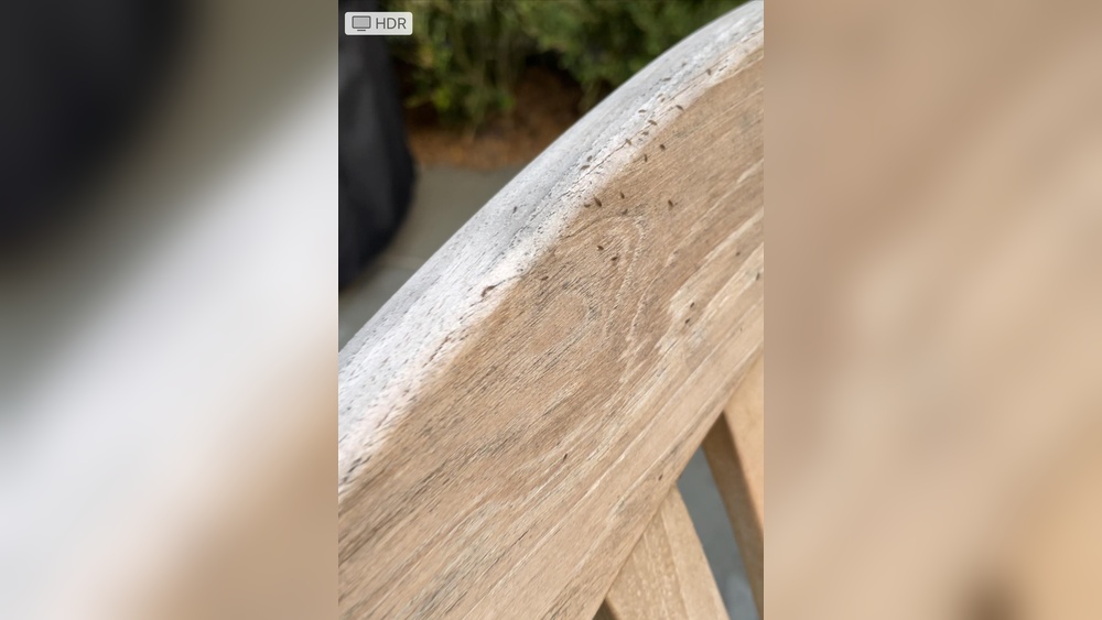 What are Tiny Translucent Bugs on Outdoor Furniture